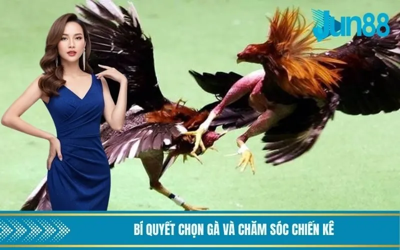 Bí quyết chọn gà và chăm sóc chiến kê