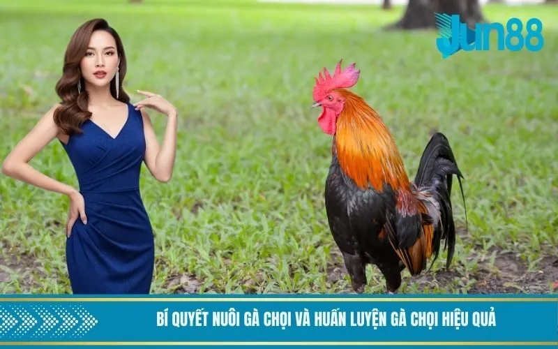 Bí quyết nuôi gà chọi và huấn luyện gà chọi hiệu quả