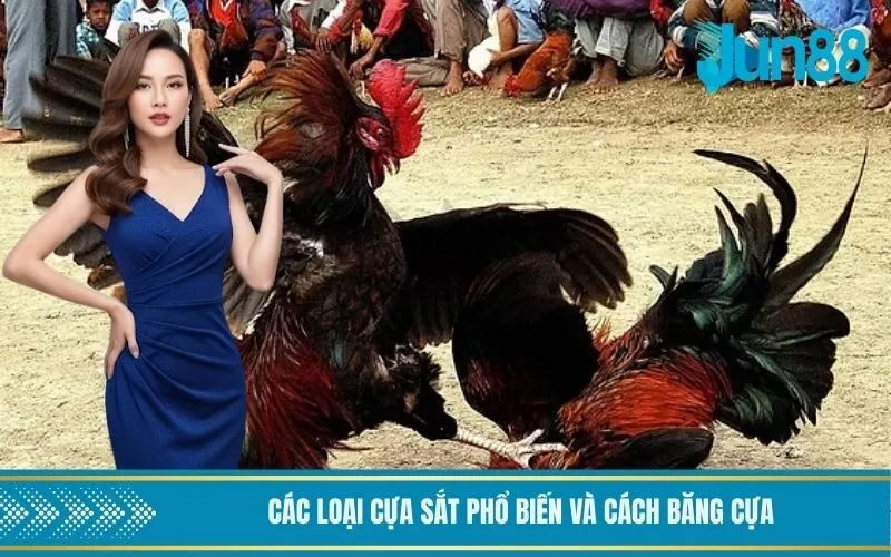 Các loại cựa sắt phổ biến và cách băng cựa
