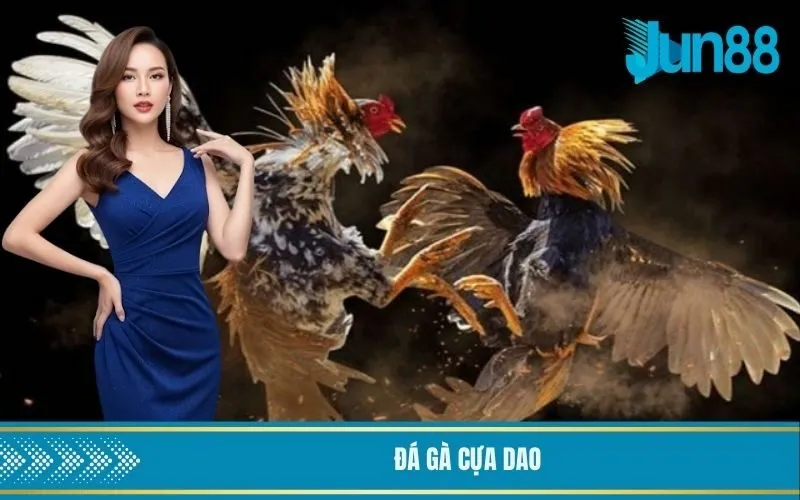 Đá gà cựa dao