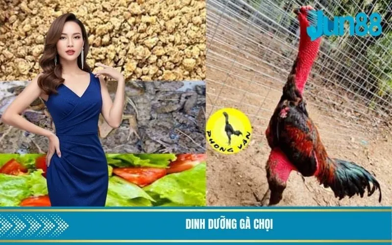 Dinh dưỡng gà chọi
