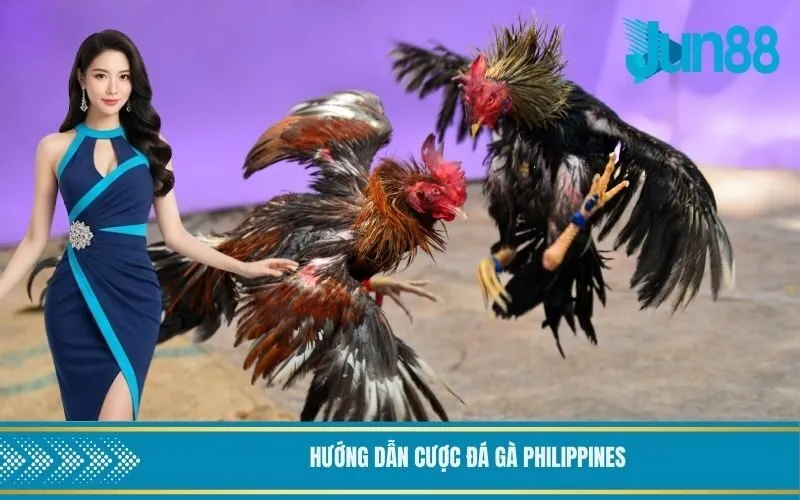 Hướng dẫn cược đá gà Philippines