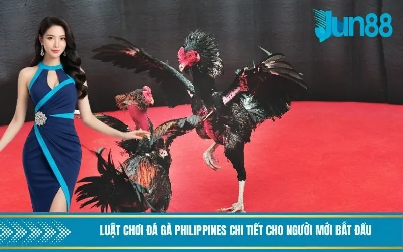 Luật chơi đá gà Philippines chi tiết cho người mới bắt đầu