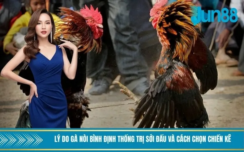 Lý do gà nòi Bình Định thống trị sới đấu và cách chọn chiến kê
