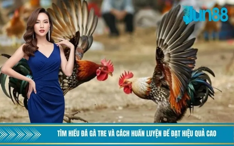 Cách cá cược đá gà tre Thomo và tìm hiểu đá gà tre